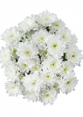 Хризантема кустовая белая "Балтика"